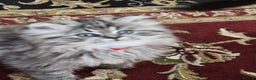 Persian cats for sale: Persian chinchilla  - Advert 4