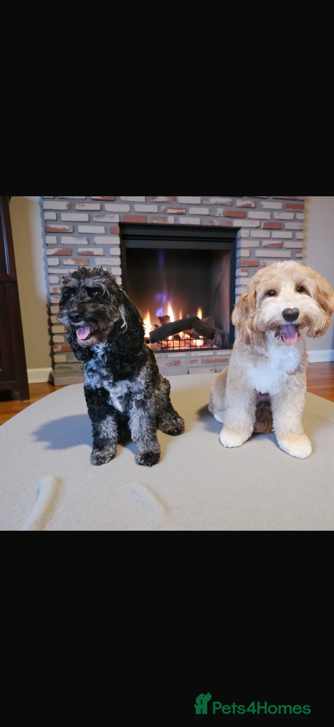Australian Labradoodle dogs for sale: AUSTRALIAN LABRADOODLE PUPPIES - Advert 2