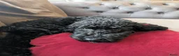 Cockapoo dogs for sale: 7 month old cockapoo black female  in Warrington - Advert 2