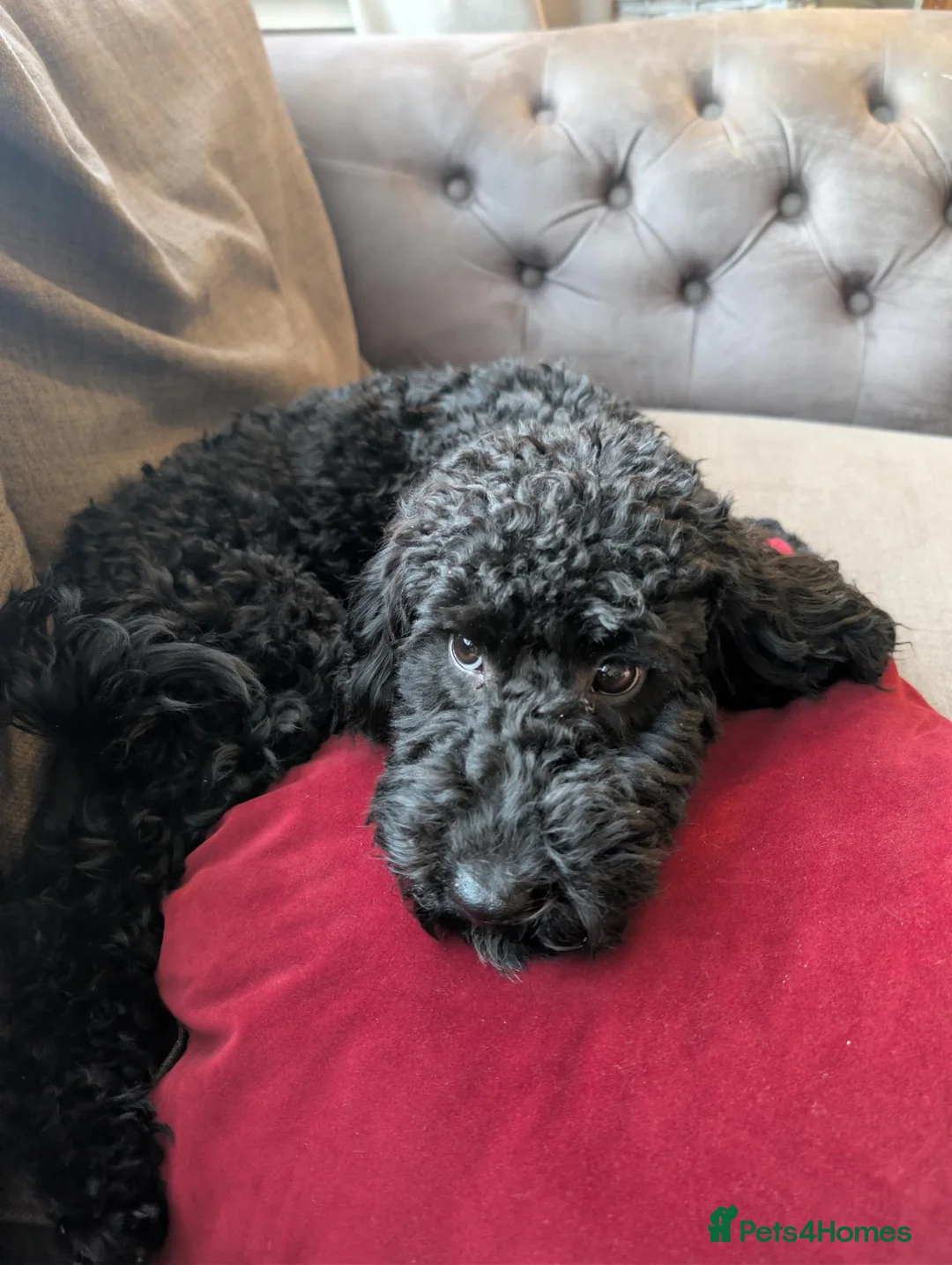 Cockapoo dogs for sale: 7 month old cockapoo black female  in Warrington - Advert 2