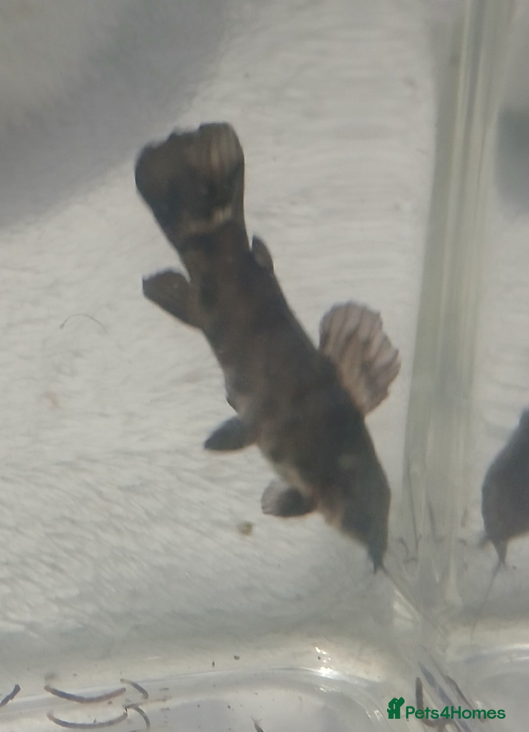 Catfish fish for sale: Hoplo Catfish needing new home - Advert 7