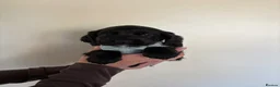 Cocker Spaniel dogs for sale: Beautiful cocker spaniel puppies  - Advert 7
