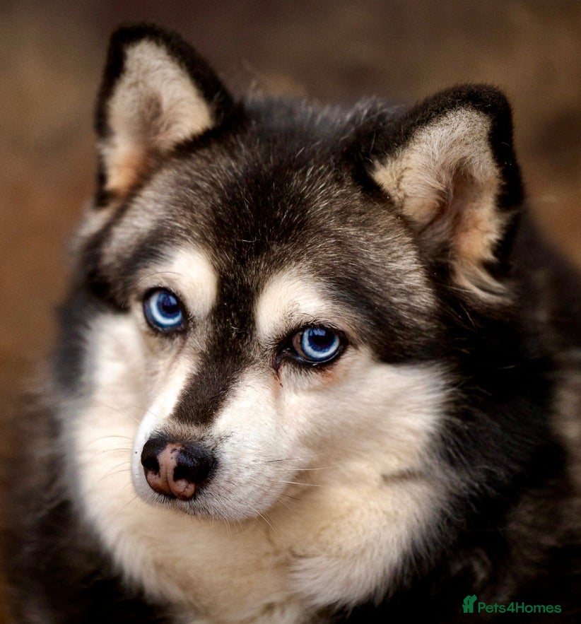 Pomsky dogs GERA – Stunning blue-eyed Pomsky - Advert 3