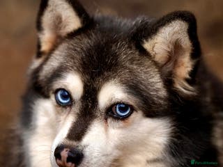 Pomsky dogs GERA – Stunning blue-eyed Pomsky - Advert 3