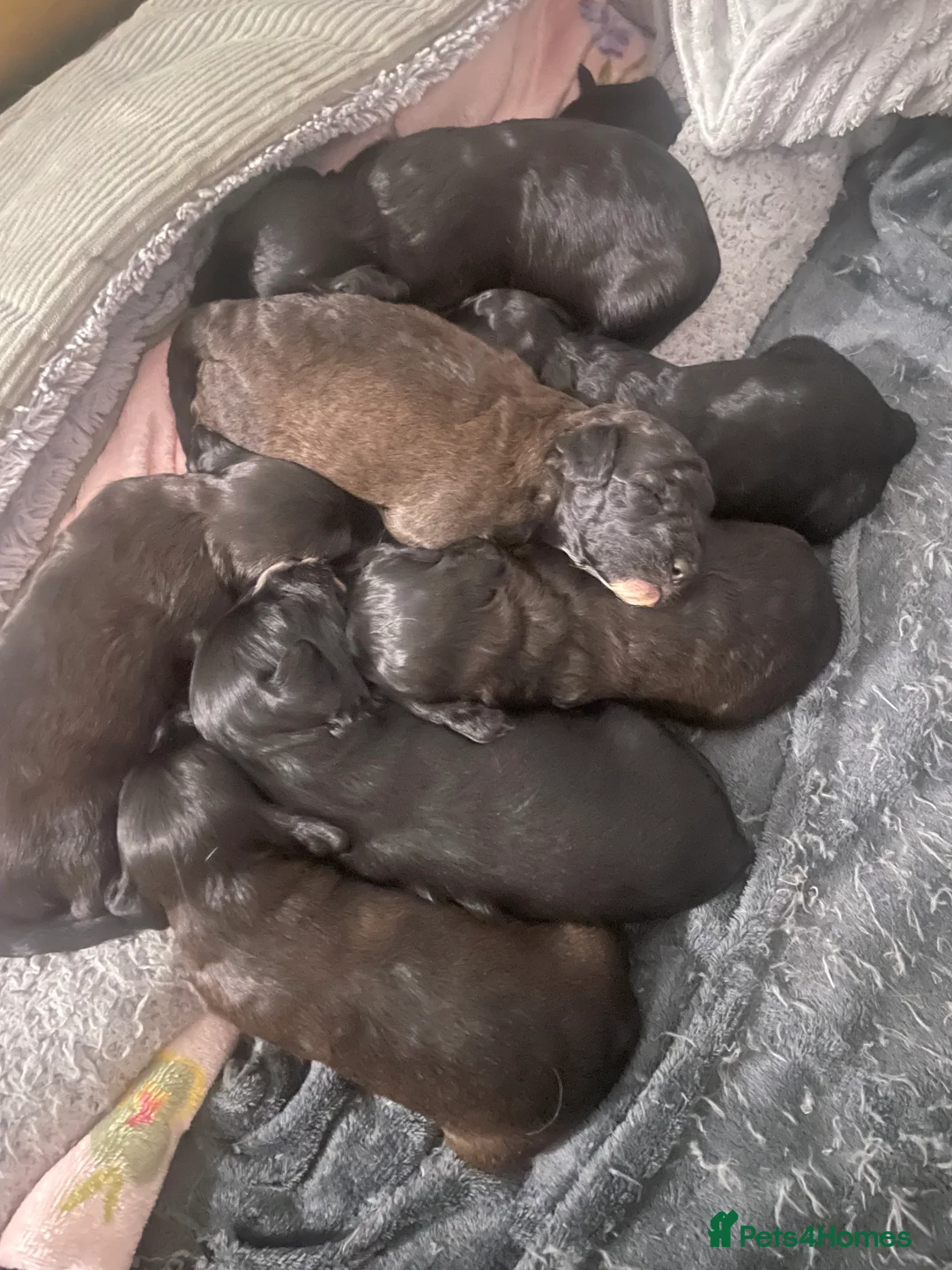 Cavapoo dogs for sale: Beautiful Cavapoo puppies for sale  - Advert 14