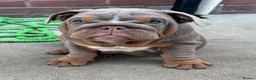English Bulldog dogs for sale: Gorgeous KC English Bulldog Puppies🐶 - Advert 5