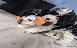 Cavapoo dogs for sale: Beautiful black and white cavapoo’s puppies - Advert 9