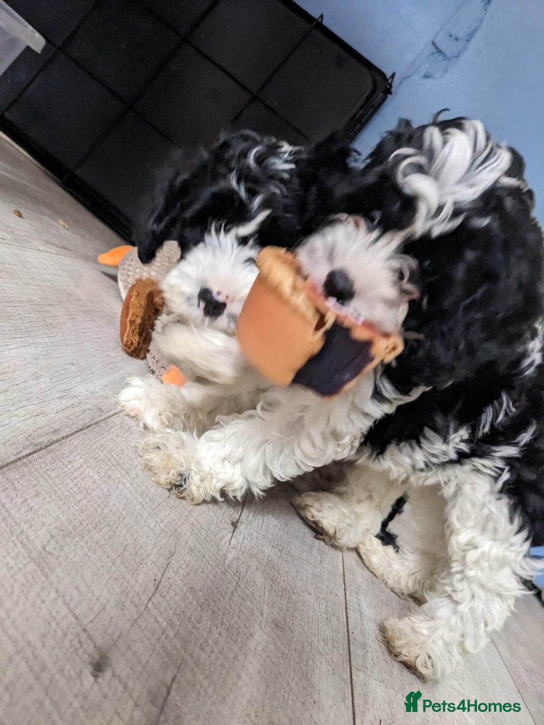 Cavapoo dogs for sale: Beautiful black and white cavapoo’s puppies - Advert 9