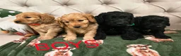 Cockapoo dogs for sale: F1 Cockapoos hereditary clear - Advert 19