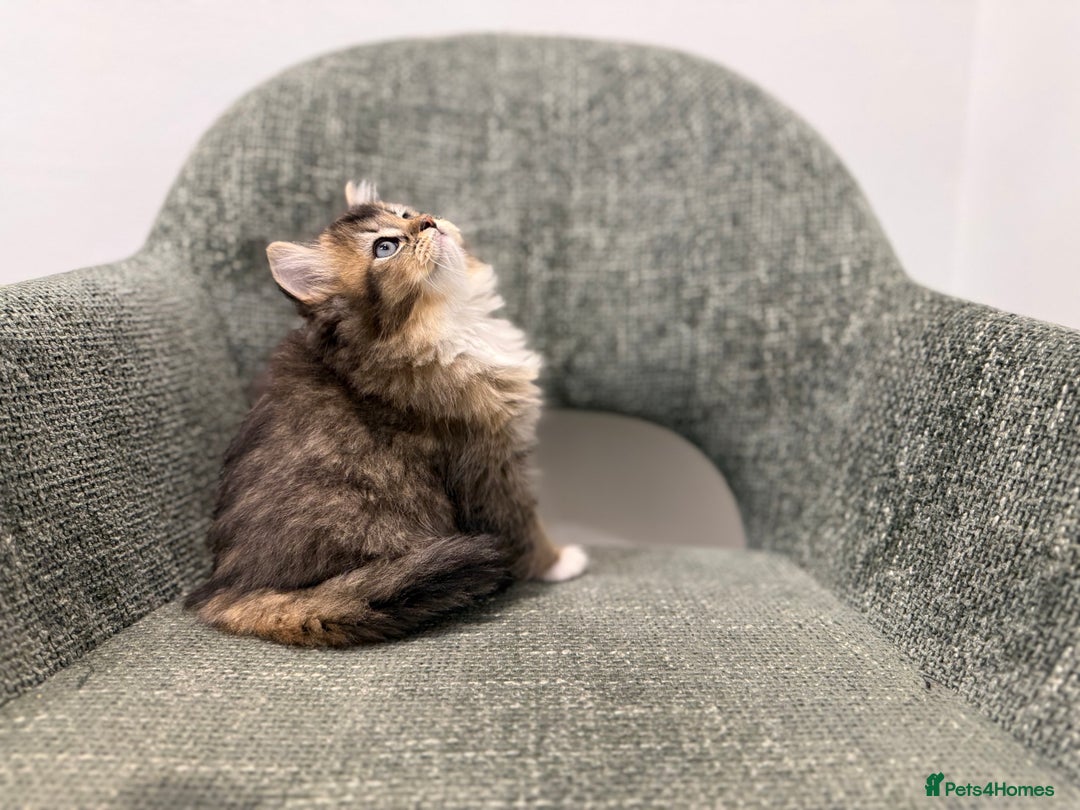 British Longhair cats for sale: 3/4 British longhair kittens - Image 9