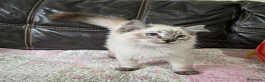 Ragdoll 1 Houdini