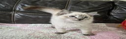 Ragdoll cats for sale: REDUCED Gorgeous seal tabby male Ragdoll kittens  - Advert 18