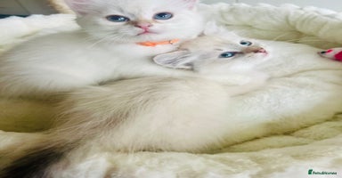Siberian cats - Advert 8