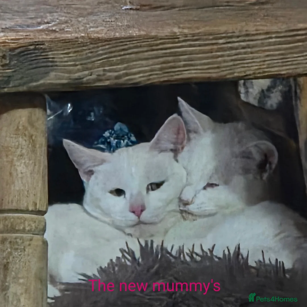 British Shorthair cats for sale: Gorgeous white and mixed Bsh cross - Advert 1