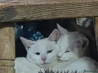 British Shorthair cats Gorgeous white and mixed Bsh cross - Advert 1