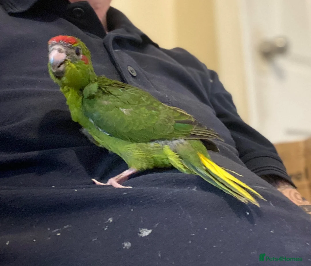 Parrots birds for sale: Hand reared Kakariki  - Advert 23