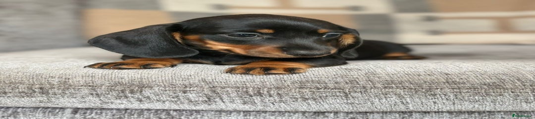 Miniature Dachshund Puppy 4