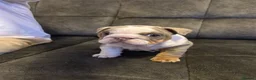 English Bulldog dogs for sale: Full Pedigree English Bulldog puppies  - Advert 5