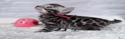 Bengal cats for sale: Exceptional Silver Bengal Kittens in Basingstoke - Advert 3