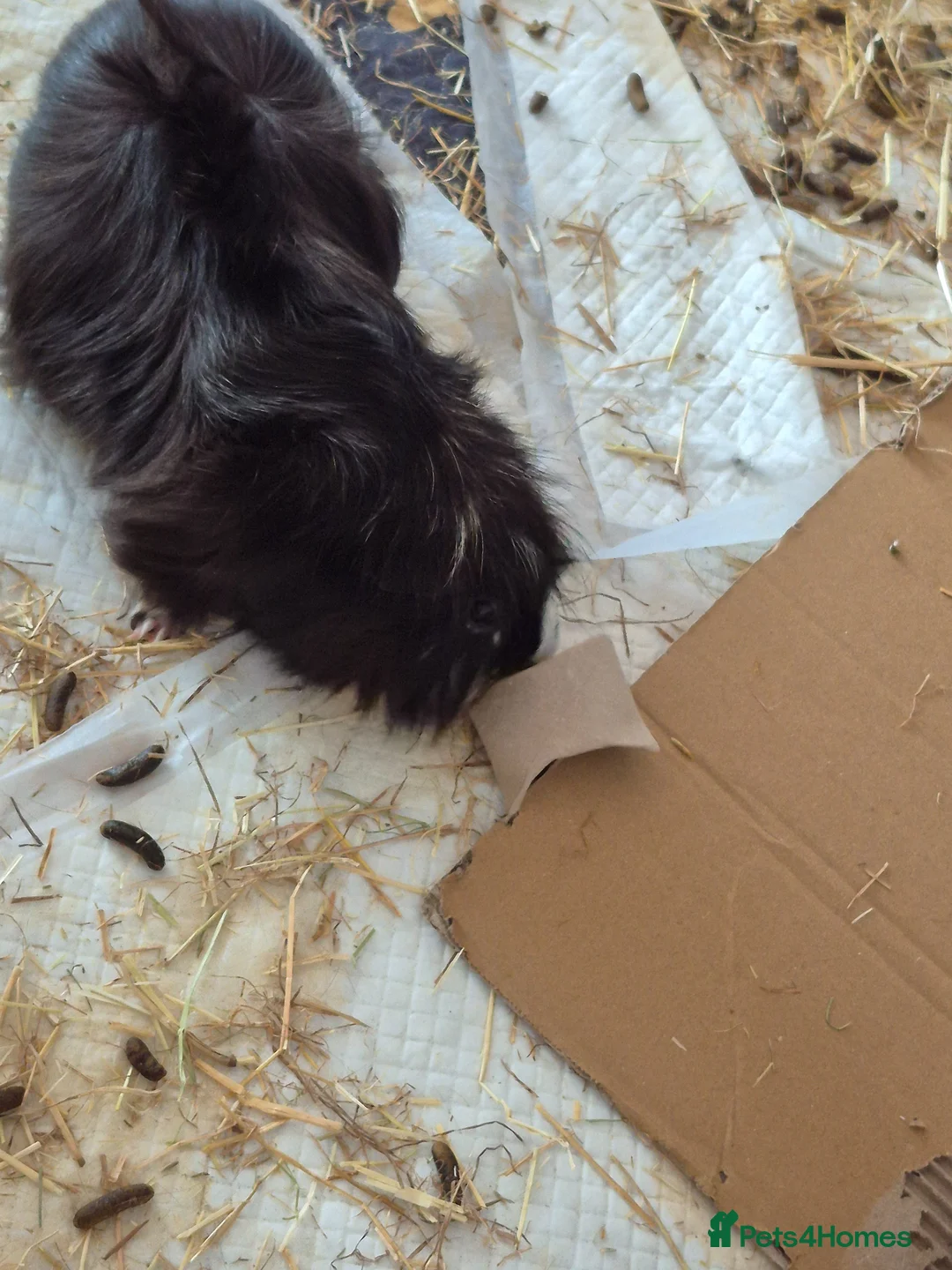 Guinea Pig rodents for sale: 3 male guinea pigs- individual sales in Reading - Advert 3