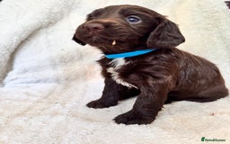 Sprocker dogs for sale: Gorgeous Homebred Sprocker Puppies - Image 11