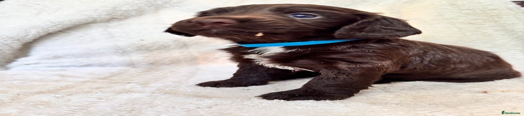 Sprocker Puppy 5
