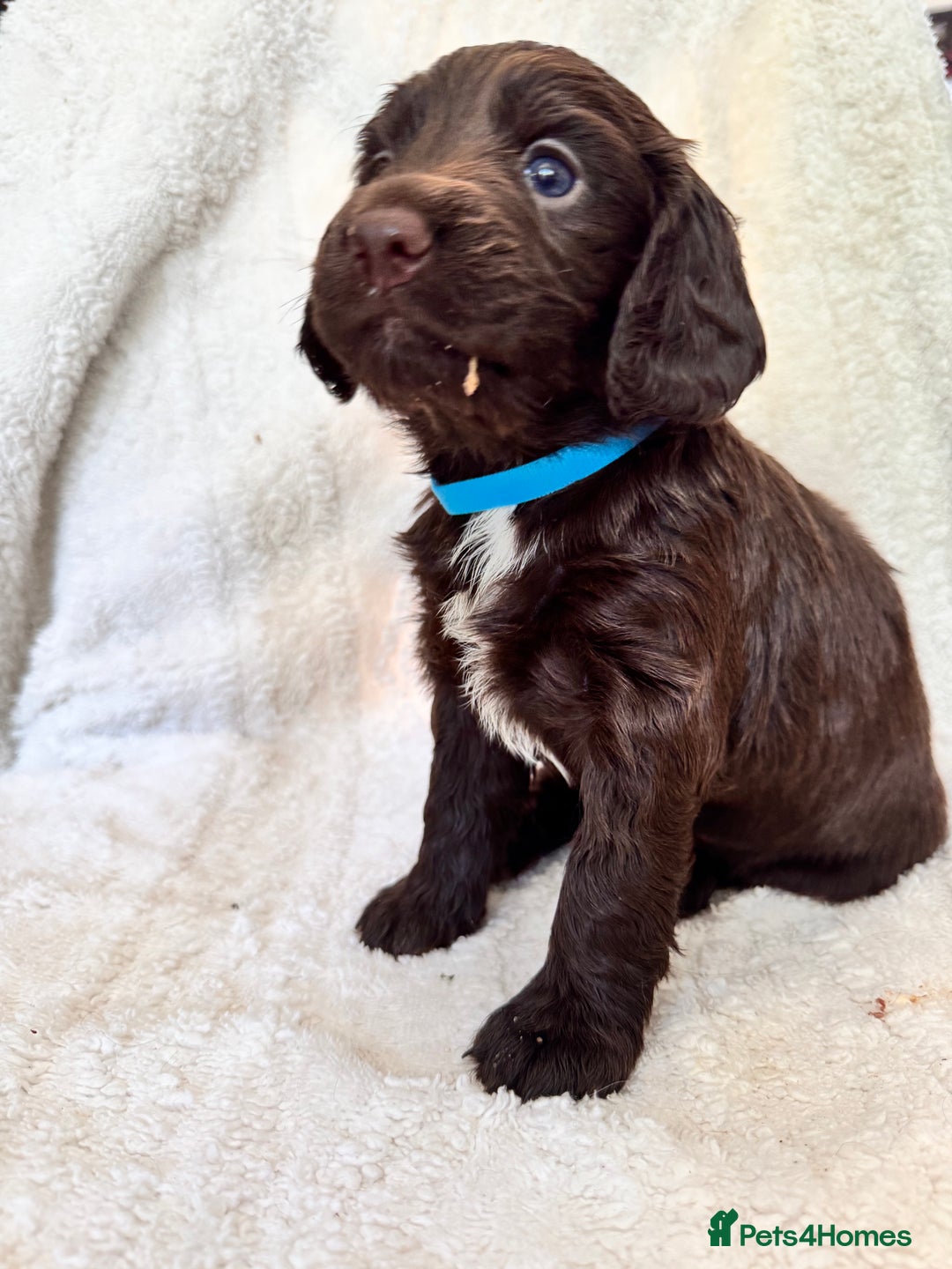 Sprocker dogs for sale: Gorgeous Homebred Sprocker Puppies - Image 11