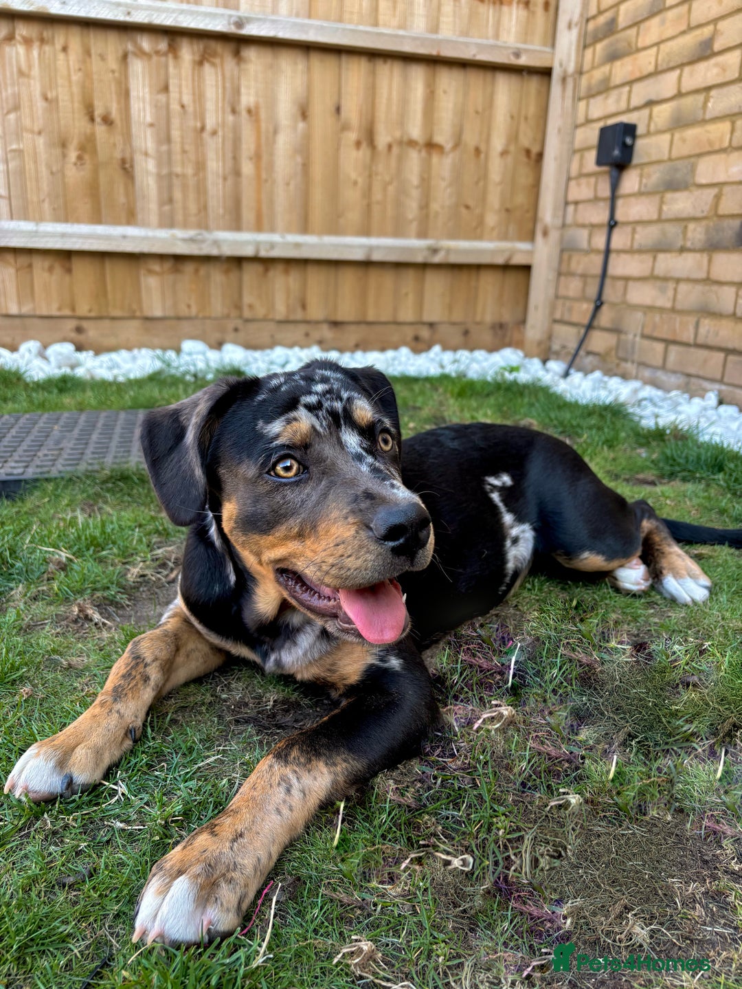 Mixed Breed dogs for sale: Bullweiler puppy  - Image 1