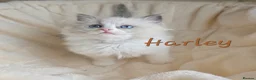 Ragdoll cats for sale:  Ragdoll Kittens FromChampionLines/licence breeder - Advert 7