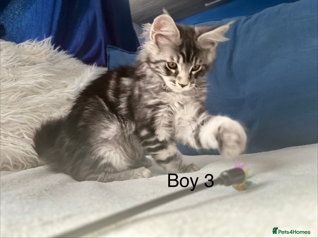 Maine Coon cats for sale: XXL  Ready Now TICA pure bread Maine Coon Kittens  - Image 22