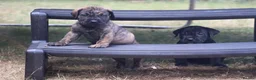 Presa Canario dogs for sale: World class presa canarios  - Advert 30
