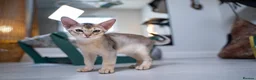 Abyssinian cats for sale: Basilio-Silver Abyssinian- Cutest & Ready NOW! - Advert 9