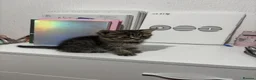 Mixed Breed cats for sale: Female tabby kitten - Advert 6