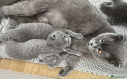 British Shorthair cats for sale: British shorthair kittens ready to rehome - Image 3
