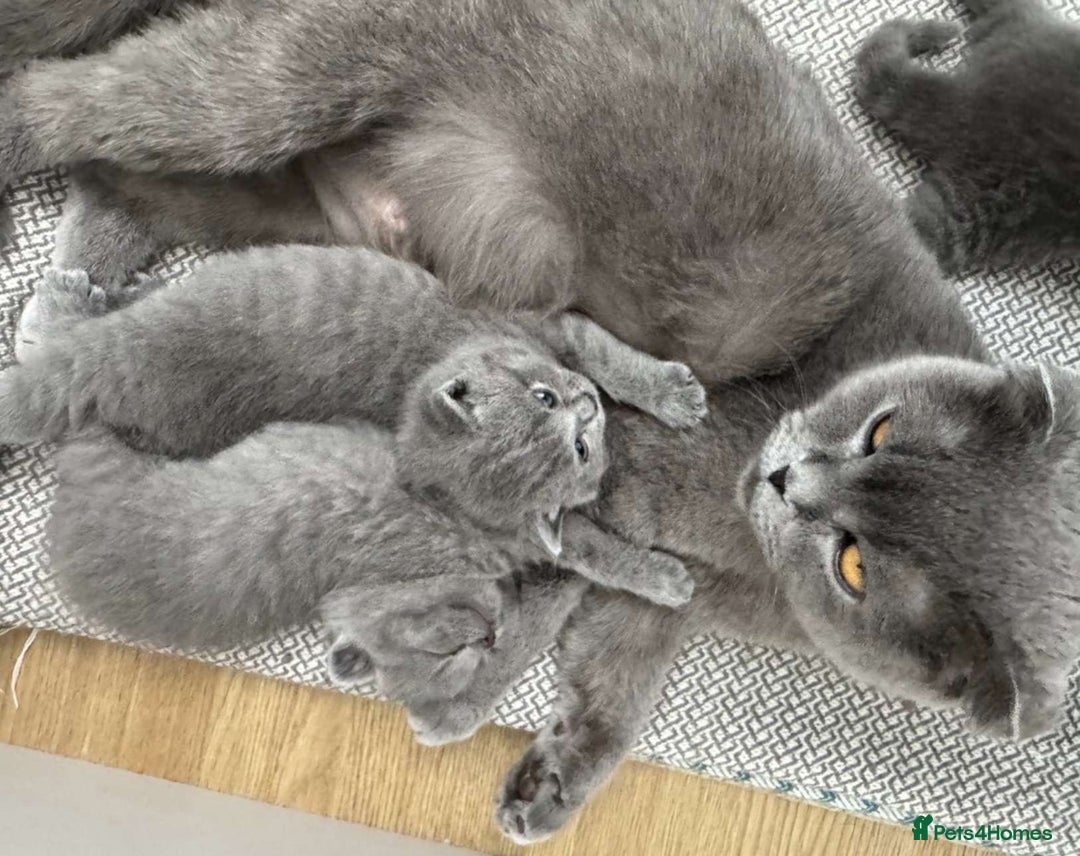 British Shorthair cats for sale: British shorthair kittens ready to rehome - Image 3