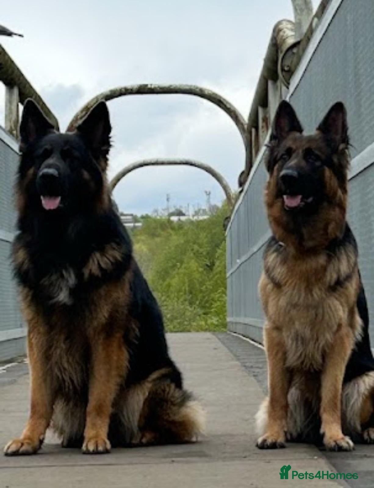 German Shepherd dogs German shepard puppys - Advert 8