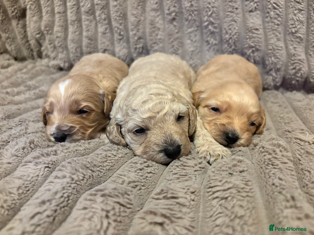 Cockapoo dogs for sale: Beautiful cockapoo puppies - Advert 13