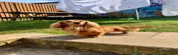 Miniature Dachshund dogs for sale: Exceptional long haired miniature Dachshunds - Advert 25