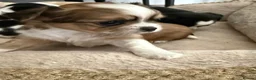 Chihuahua dogs for sale: 4 gorgeous chihuahua puppies - Advert 17