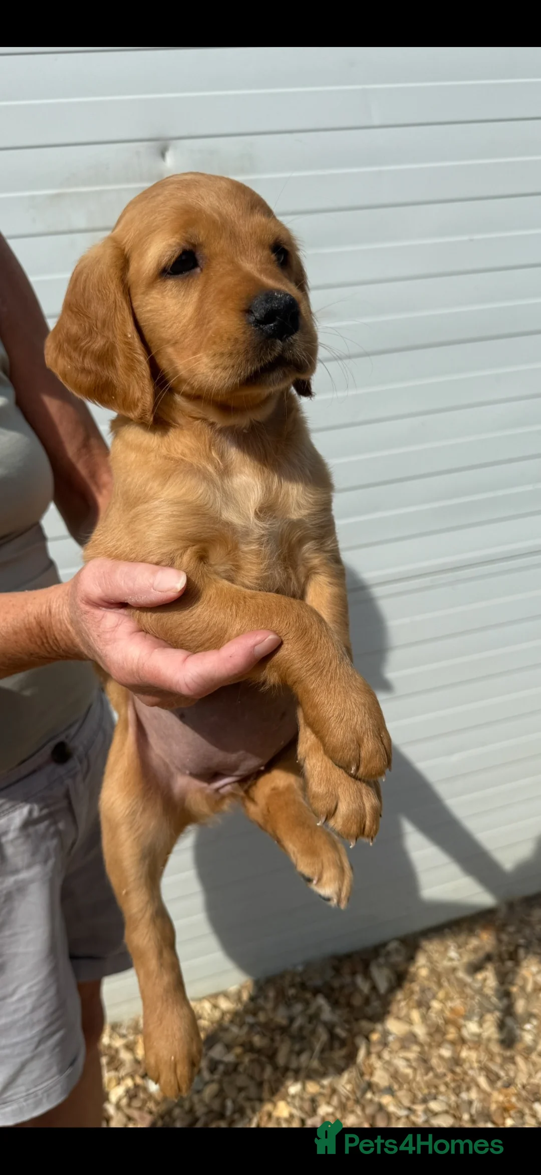 Golden Retriever dogs for sale: Stunning red Kc reg golden retriever puppies  - Advert 2
