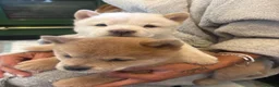 Chow Chow dogs for sale: READY now 🩷🩷💙🩷🩷 - Advert 24