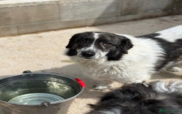 Mixed Breed dogs for adoption: Yedda has waited so long for a home! - Image 2