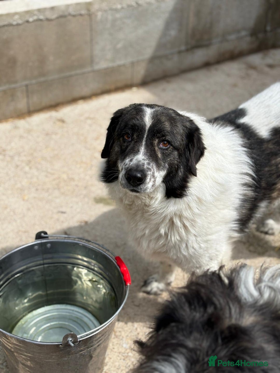 Mixed Breed dogs for adoption: Yedda has waited so long for a home! - Image 2