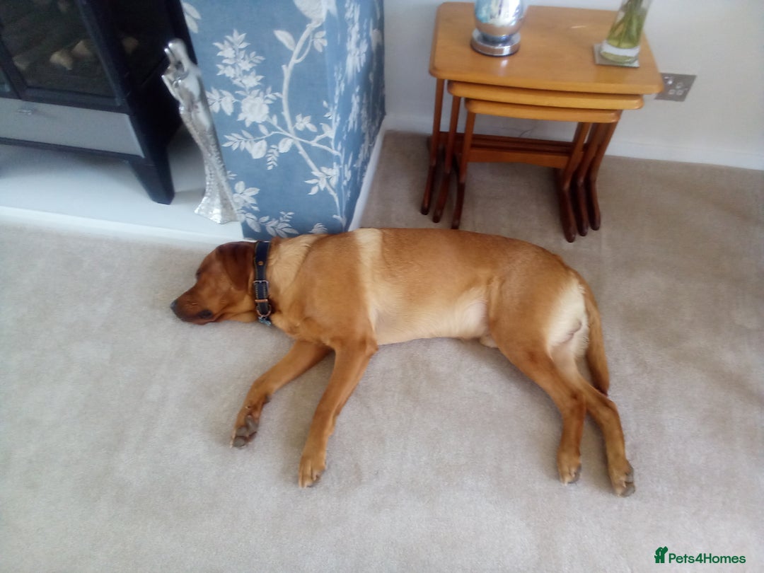 Labrador Retriever dogs for sale: Fox red Labrador Retreiver - Image 4