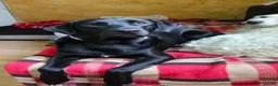 Mixed Breed dogs for adoption: 🐾 MAX – LOOKING FOR A FOREVER HOME 🐾 - Advert 3