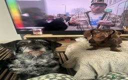 Mixed Breed dogs for sale: Labradoodle x mini dashound pups F1 - Image 3