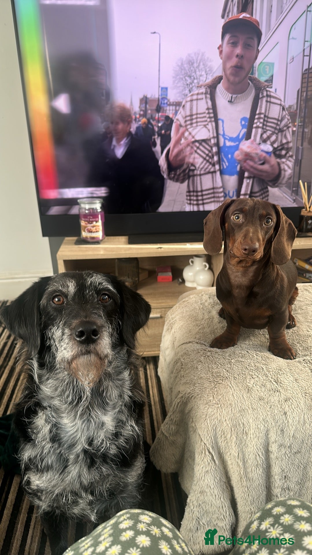 Mixed Breed dogs for sale: Labradoodle x mini dashound pups F1 - Image 3