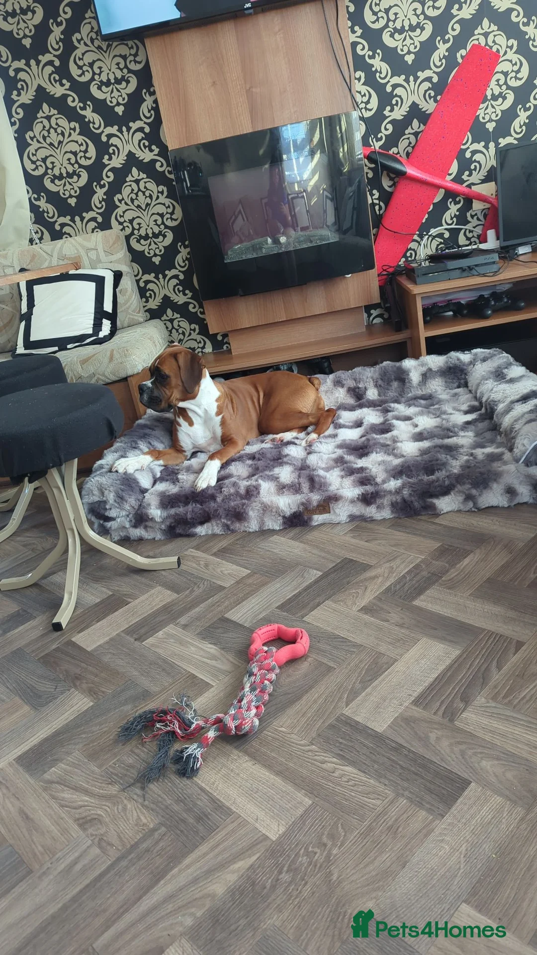 Boxer dogs for sale: Female bobtail boxer  in Abergele - Advert 1