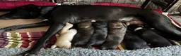 Mixed Breed dogs for sale: Golden Retriever x Border Collie mix - Advert 17