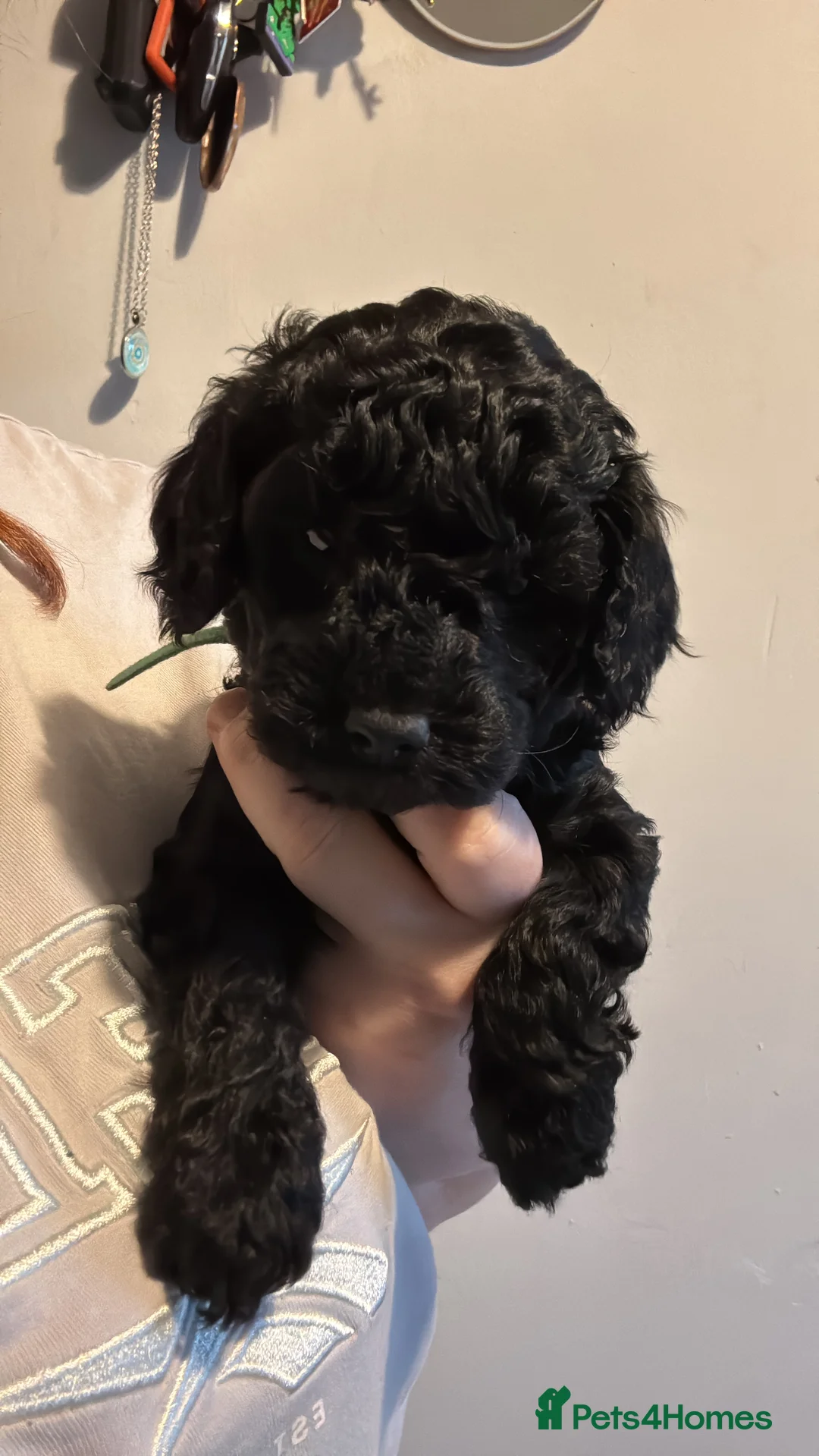 Cockapoo dogs for sale: 1 Male F1B Cockapoo looking for forever home 🐾 - Advert 21